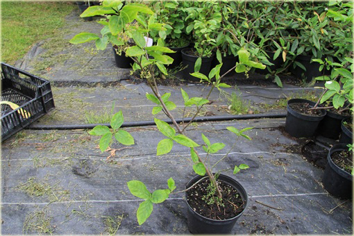 Trzmielina wielkoskrzydła Euonymus macropterus